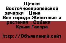 Щенки Восточноевропейской овчарки › Цена ­ 25 000 - Все города Животные и растения » Собаки   . Крым,Гаспра